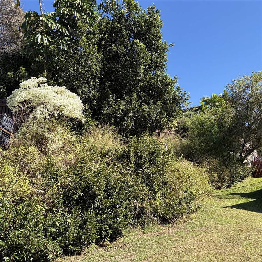 An overgrown bank of shrubs and long grass running along a back fence.