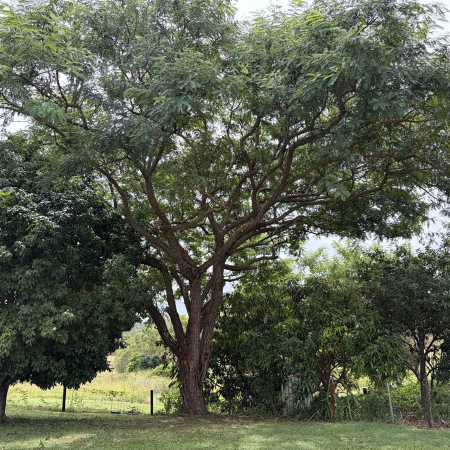 The same tree thinned and lifted, with fresh cuts visible and clear space beneath the canopy.