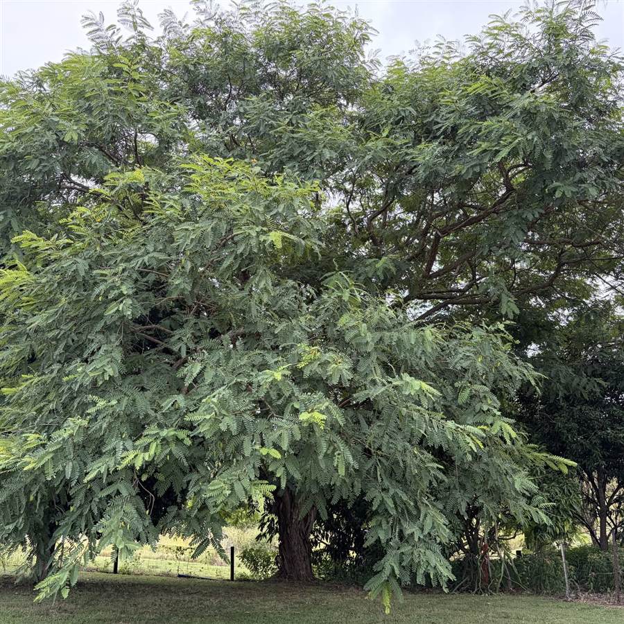 A large paddock tree carrying a dense low canopy to near ground level.